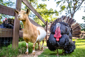 Goats and turkeys are among the animals that call the Social Goat home.